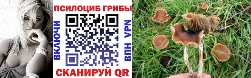 Купить закладки  Дрезна  Псилоцибиновые грибы MAGIC MUSHROOMS 